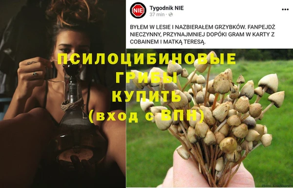 крисы Абаза